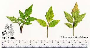 Attēlu rezultāti vaicājumam “Lycopersicon esculentum leaf”