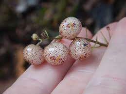 Attēlu rezultāti vaicājumam “Maianthemum bifolium fruit”