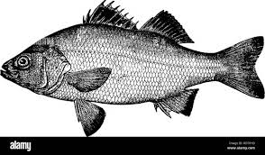 Image result for Morone americana