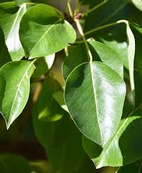 Attēlu rezultāti vaicājumam “Pyrus pyraster leaf”