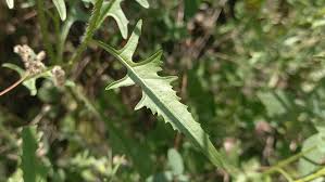 Attēlu rezultāti vaicājumam “Sisymbrium loeselii”