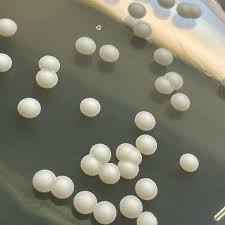 Attēlu rezultāti vaicājumam “Trichia alpina macro”