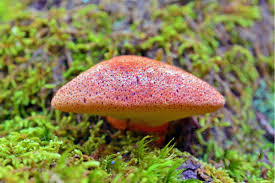 Attēlu rezultāti vaicājumam “Fistulina hepatica”