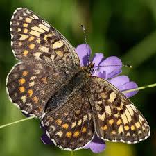 Attēlu rezultāti vaicājumam “Melitaea phoebe”