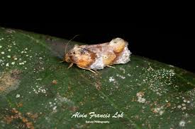 Attēlu rezultāti vaicājumam “Depressariidae”