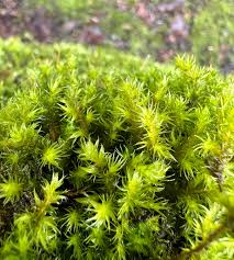 Attēlu rezultāti vaicājumam “Racomitrium canescens sporophyte”
