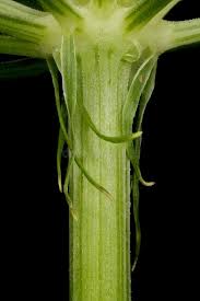 Attēlu rezultāti vaicājumam “Peucedanum oreoselinum leaf”