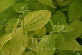 Attēlu rezultāti vaicājumam “Philadelphus coronarius leaf”