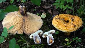 Attēlu rezultāti vaicājumam “Lactarius repraesentaneus”