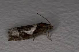 Attēlu rezultāti vaicājumam “Epiblema foenella”