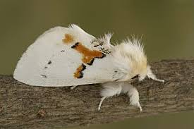 Attēlu rezultāti vaicājumam “Leucodonta bicoloria”