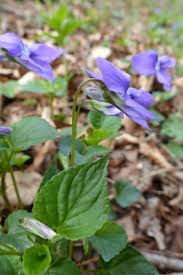 Attēlu rezultāti vaicājumam “Viola reichenbachiana”