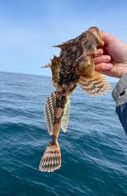 Image result for Myoxocephalus octodecemspinosus