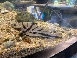 Image result for Menticirrhus saxatilis