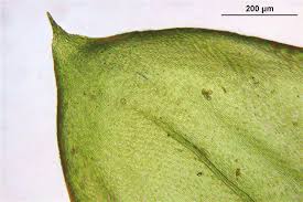 Attēlu rezultāti vaicājumam “Pseudoscleropodium purum”