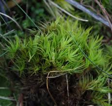 Attēlu rezultāti vaicājumam “Dicranum scoparium”