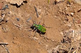 Attēlu rezultāti vaicājumam “Cicindela campestris”