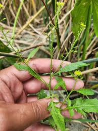 Attēlu rezultāti vaicājumam “Rorippa palustris leaf”