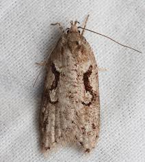 Attēlu rezultāti vaicājumam “Semioscopis avellanella”