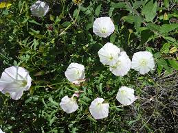 Attēlu rezultāti vaicājumam “Calystegia inflata”