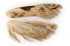 Attēlu rezultāti vaicājumam “Hypatima rhomboidella”