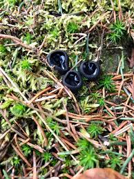 Attēlu rezultāti vaicājumam “Pseudoplectania nigrella”