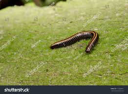 Attēlu rezultāti vaicājumam “Ommatoiulus sabulosus aimatopodus”