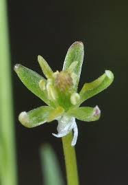 Attēlu rezultāti vaicājumam “Myosurus minimus flower”