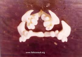 Image result for Mylopharyngodon piceus