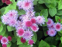 Image result for Ageratum mexicanum