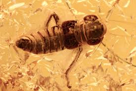 Attēlu rezultāti vaicājumam “Cicadellidae”