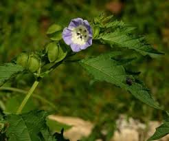Attēlu rezultāti vaicājumam “Nicandra physalodes”