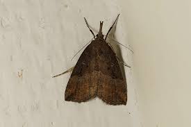 Attēlu rezultāti vaicājumam “Hypena rostralis”