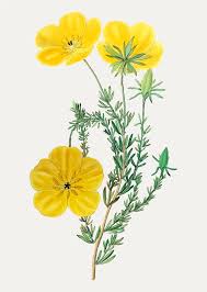 Attēlu rezultāti vaicājumam “Ranunculus auricomus flower”