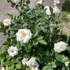 「アイスバーグ」の画像検索結果