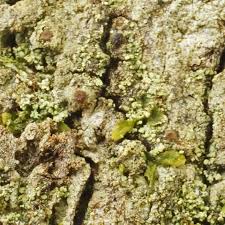 Attēlu rezultāti vaicājumam “Thelopsis rubella”