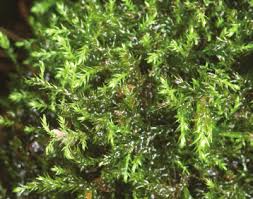 Attēlu rezultāti vaicājumam “Hygroamblystegium tenax”