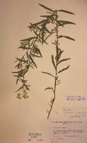 Attēlu rezultāti vaicājumam “Achillea salicifolia”