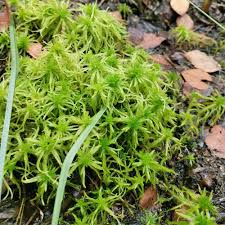 Attēlu rezultāti vaicājumam “Sphagnum fimbriatum”