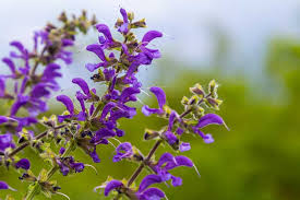 Attēlu rezultāti vaicājumam “Salvia pratensis”