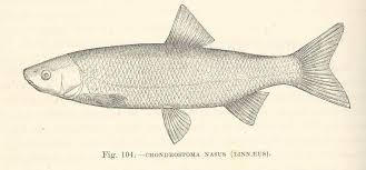 Image result for Chondrostoma nasus