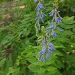 Attēlu rezultāti vaicājumam “Galega orientalis leaf”