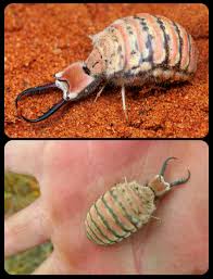 Attēlu rezultāti vaicājumam “Myrmeleontidae imago”