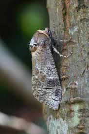 Attēlu rezultāti vaicājumam “Cossus cossus”