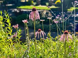Image result for Echinacea pallida