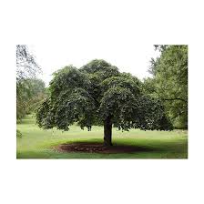 Attēlu rezultāti vaicājumam “Ulmus glabra”