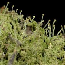 Attēlu rezultāti vaicājumam “Chaenotheca brachypoda”