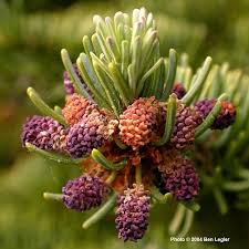 Attēlu rezultāti vaicājumam “Abies”