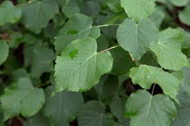 Attēlu rezultāti vaicājumam “Tilia”