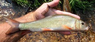 Image result for Moxostoma duquesnei